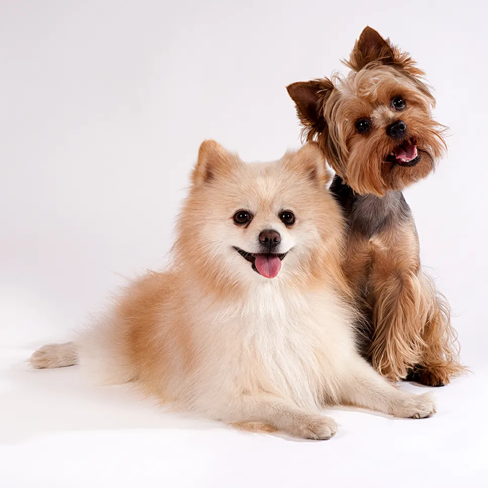 Two happy small dogs, ready for day care